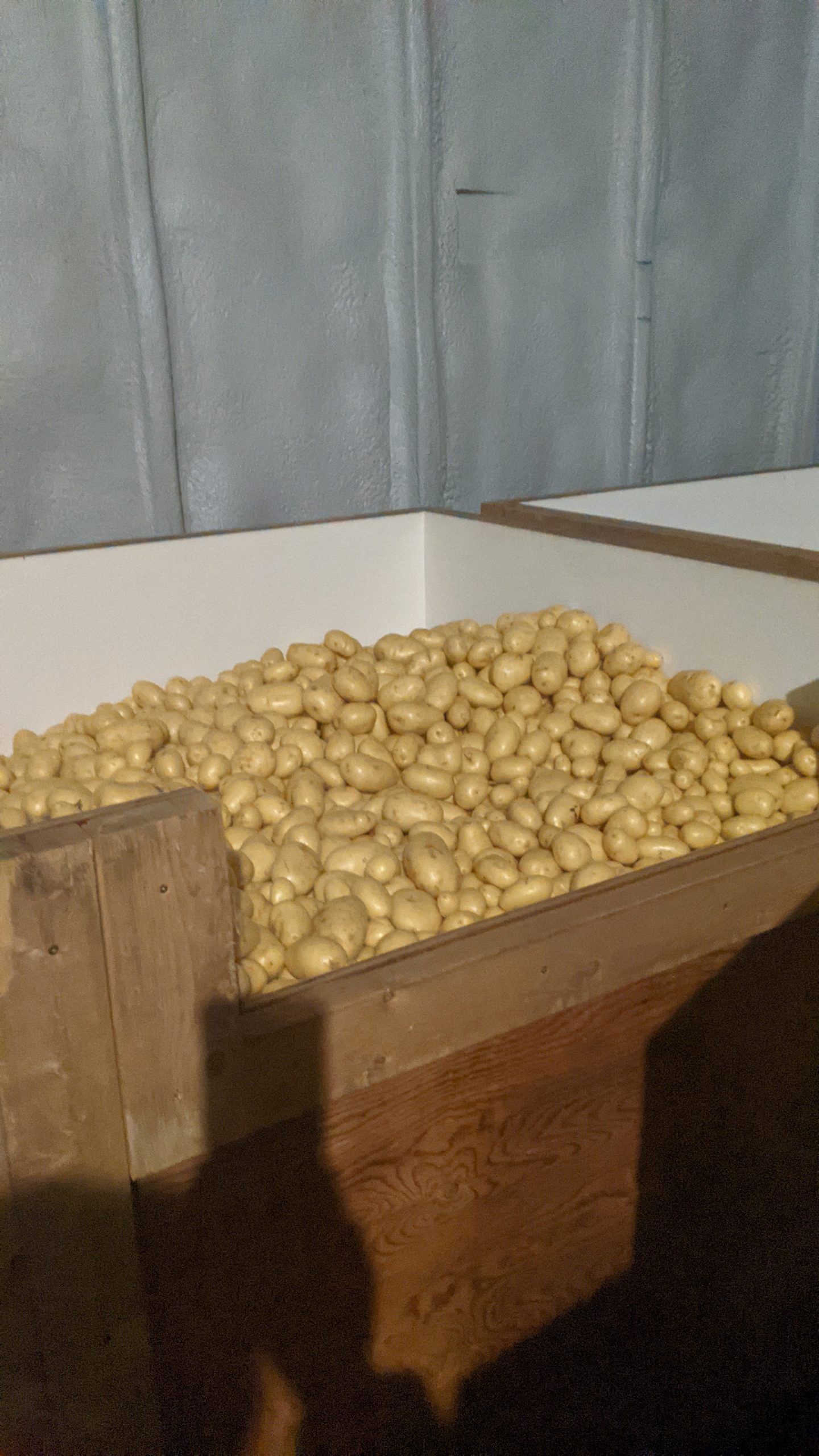 Yukon Potatoes - 50 lb case